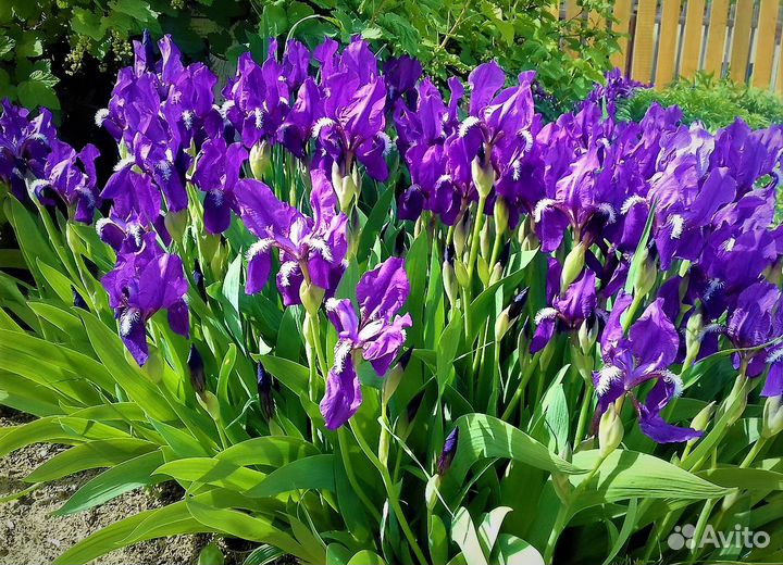 Садовые цветы и растения