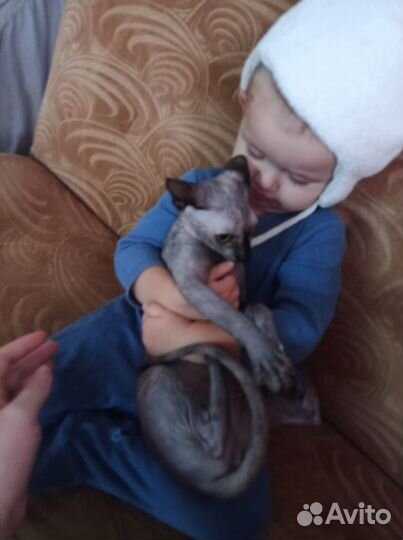 Кошечка Канадский сфинкс