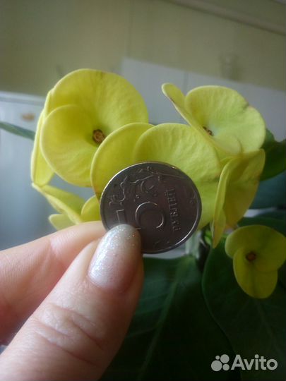 Эуфорбия Миля крупноцветковый розовый