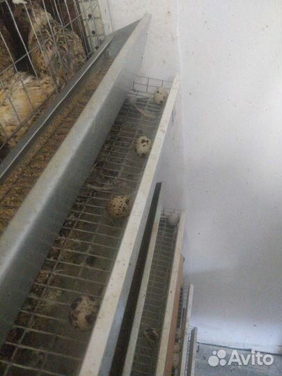 Яйца перепелиные домашние