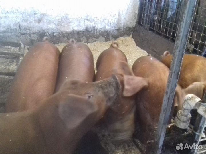 Продам поросят породы Дюрок