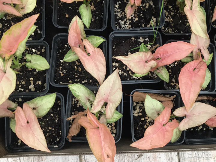 Цветы комнатные домашние