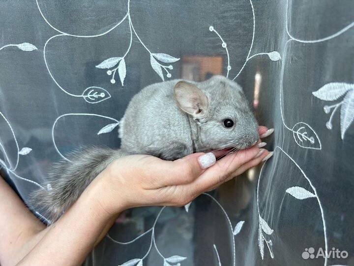 Шиншилла