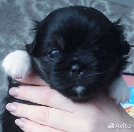 Вязка пекинес