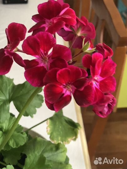 Продам комнатные и многолетние цветы для сада