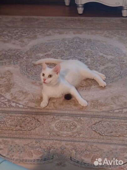 Кот мелок ищет дом