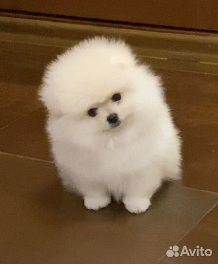 Мальчик померанский шпиц