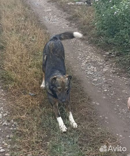 Собака в добрые руки отдам бесплатно