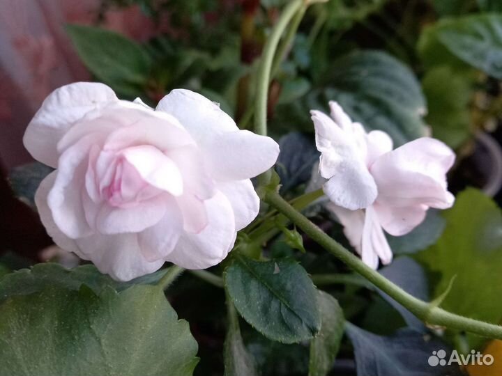 Цветы разные