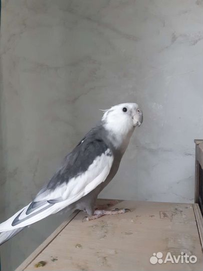 Пара корелл