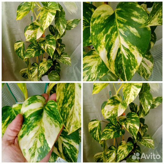 Эпипремнумы