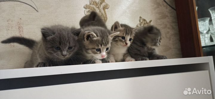 Кошки в добрые руки бесплатно
