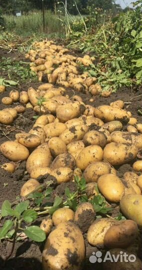 Семенной картофель