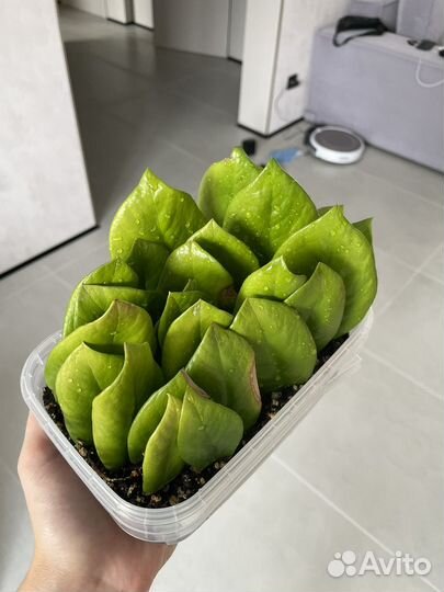 Замиокулькас