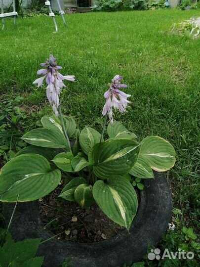 Хосты Вирлвинд, Стриптиз, Вайд Брим, Патриот