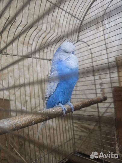 Попугай выстовочный,чех.Пара ввп