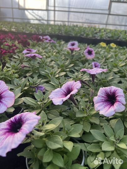 Цветы рассада