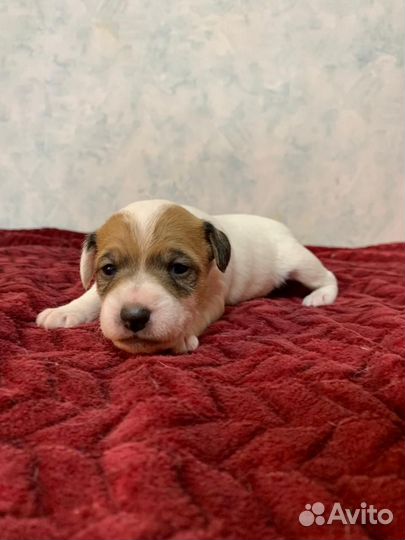 Парсон рассел терьер