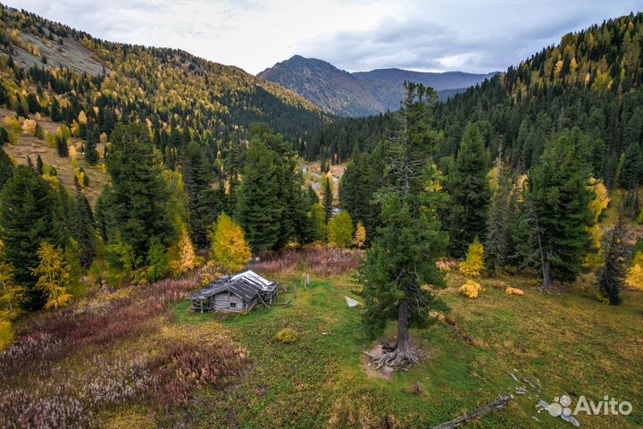 Охотничий тур. 6 дней в горах Алтая