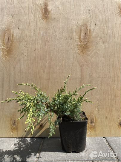 Туя смарагд, можжевелькик