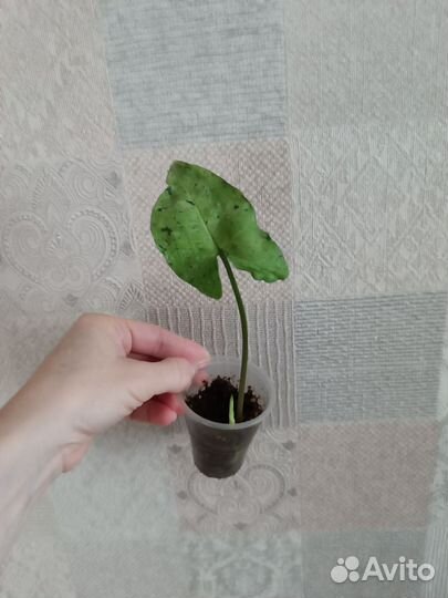 Сингониумы сортовые