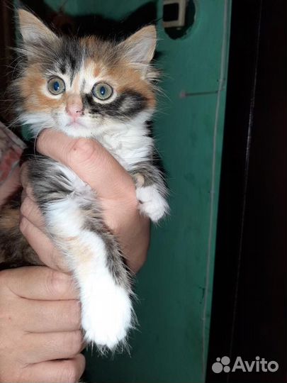 Замученный котёнок