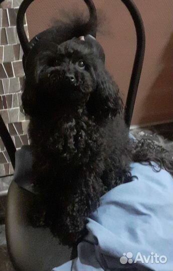 Собака порода той-пудель