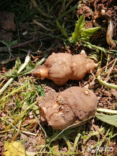 Топинамбур