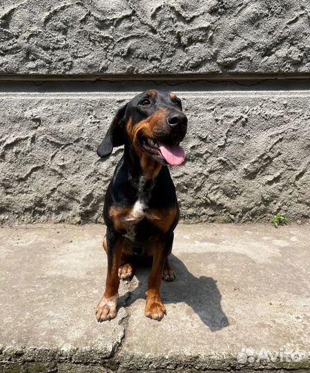 Отличные малыши в самые лучшие руки