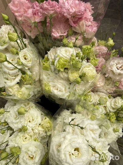 Пышная Эустома