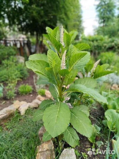 Лаконос или фитолакка