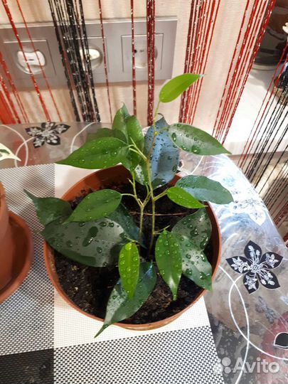 Фикус бенджамина