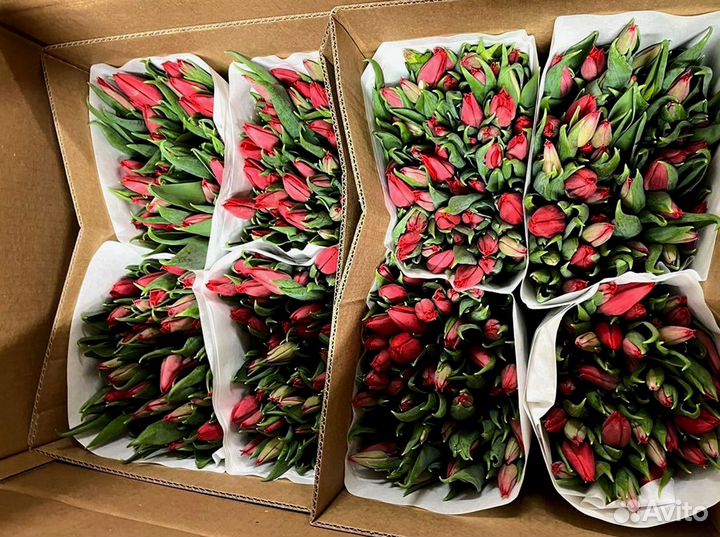 Тюльпаны опт