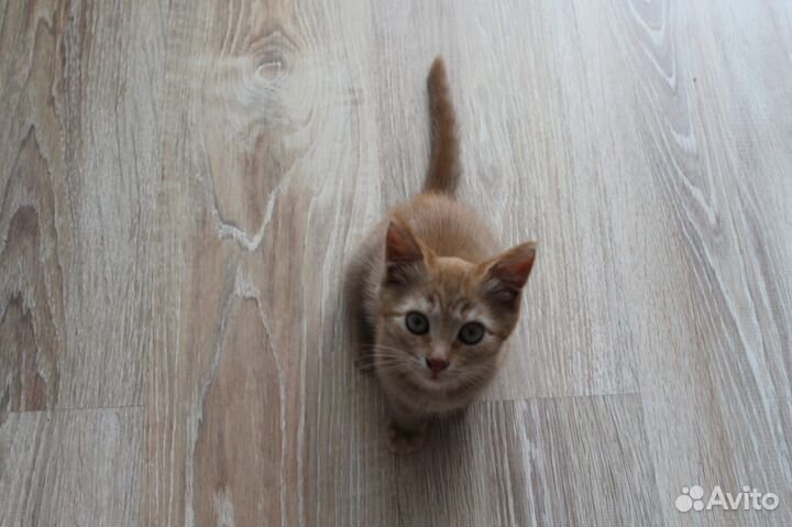 Рыжий котенок (кошечка)