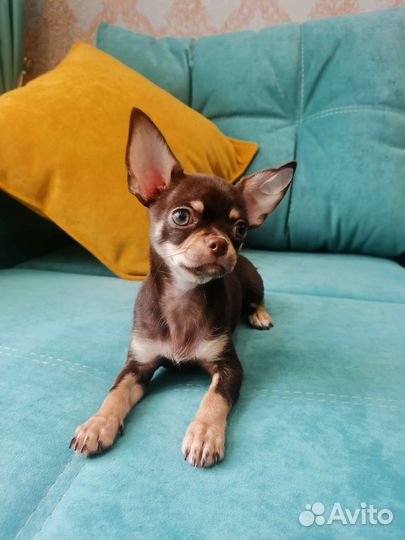 Чихуахуа девочка