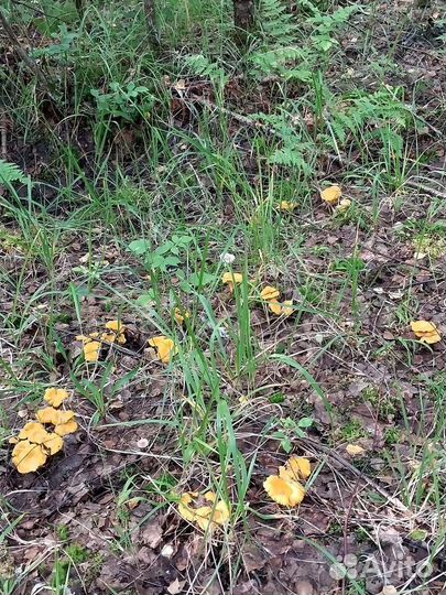 Белый гриб сушеный и лисичка сушёная