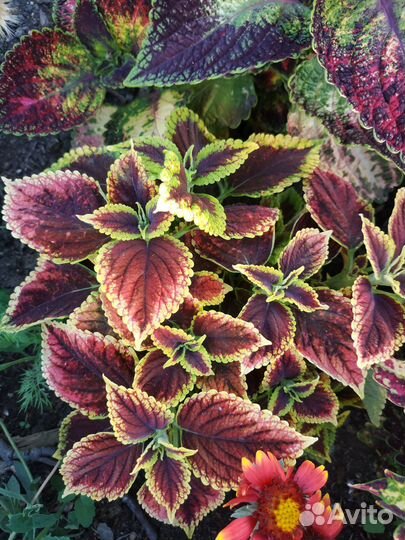 Колеусы сортовые