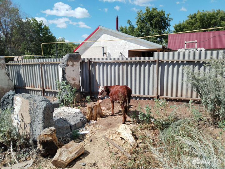 Теленок телочку