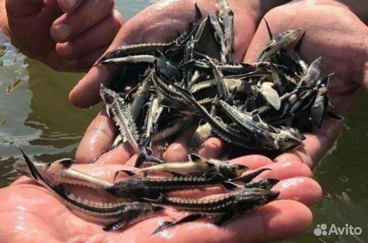 Подрощенные мальки рукал, ленки и бестера