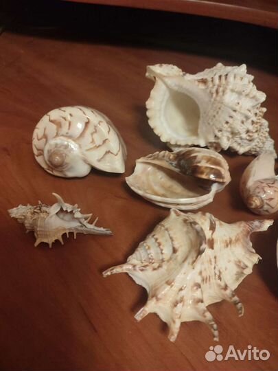 Морские ракушки