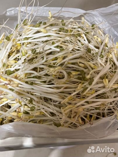 Ростки Маш (фасоль золотистая)