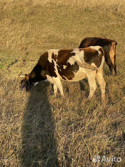 Стельные домашние коровы