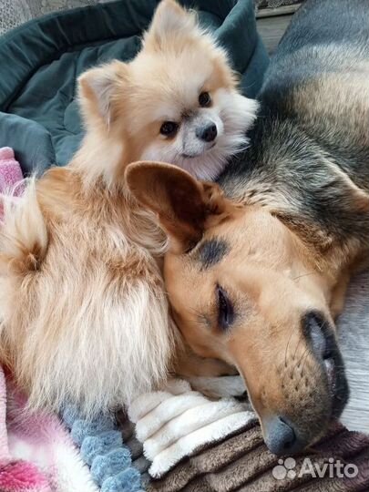 Помесь овчарки