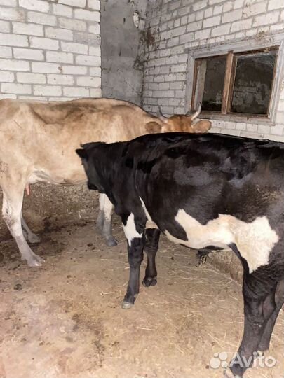 Корова и бычок