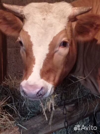 Продам телку