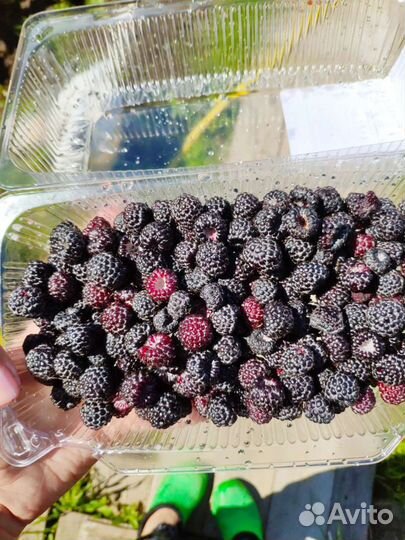 Малина, ежевика