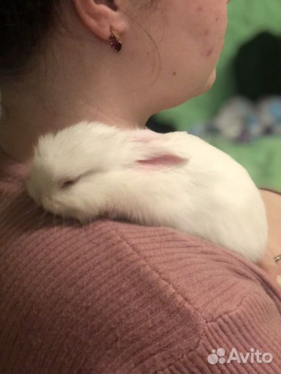 Индивидуальная передержка кошек и грызунов