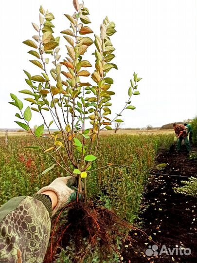 Кизильник саженцы