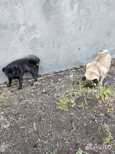 Мальчик на вязку