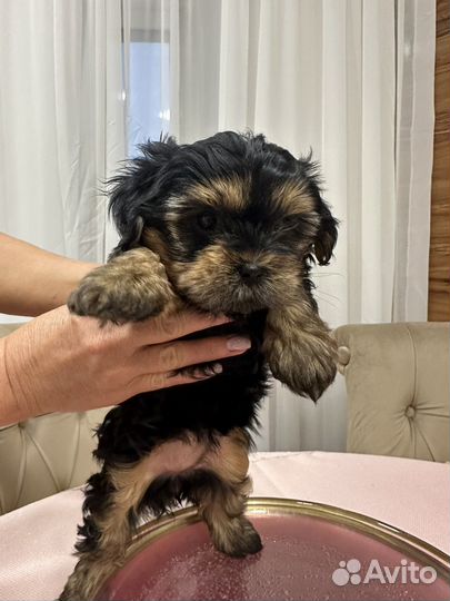 Йоркширский терьер девочка